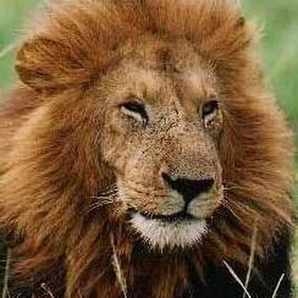 Meet your Posher, Orlando